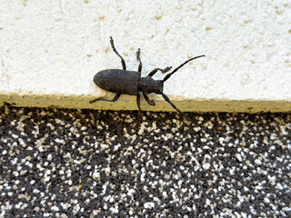 Black longhorn beetle on a textured house wall, captured close-up while climbing between white plaster and rough dark surface.