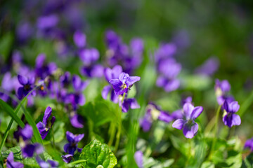 Fototapeta premium Wild violets bloom in a spring forest meadow. Viola odorata in natural sunlight.
