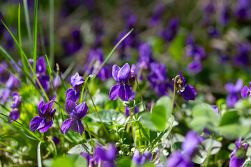 Spring flowers. Violet violets flowers bloom in the spring forest. Viola odorata.