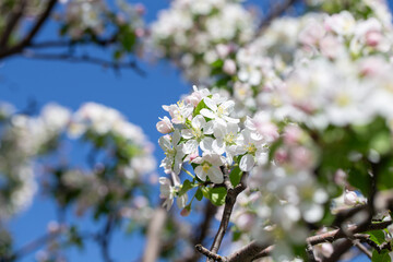 Bright apple tree flowers bloom, signaling the arrival of spring.