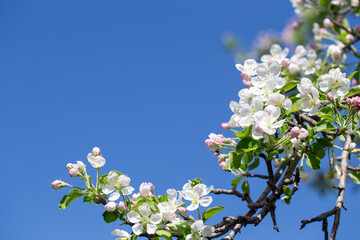 Spring apple blossom branch with pink buds and green leaves against clear sky minimal background.