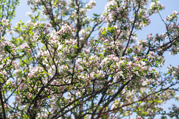 Delicate apple flowers bloom under blue skies, bringing light and joy.