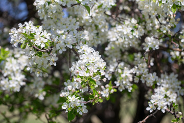 Natural spring background with apple blossoms and deep blue sky, floral landscape image.