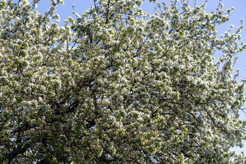 Close-up of apple blossoms in full bloom under a vivid blue sky, seasonal spring concept.
