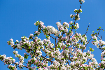 Apple blossom close-up on a clear spring day with vibrant blue sky background.