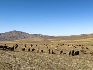 A flock of sheep grazing on dry grass field with mountain hills in the background, Kyrgyzstan.