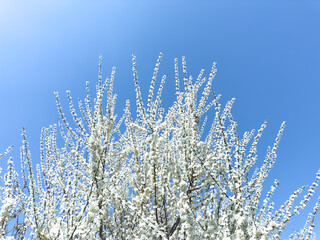 Flowering twigs floating in the calm blue atmosphere, highlighting seasonal transformation.