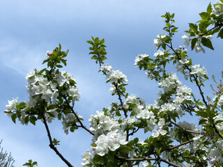 Close-up of apple blossoms in full bloom under a vivid blue sky, seasonal spring concept.