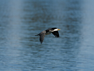 Little pied cormorant, little shag or kawaupaka (Microcarbo melanoleucos) in flight over water.