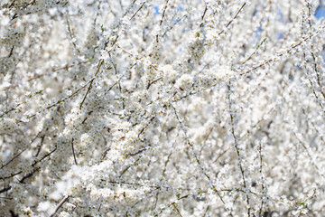 Floral branches stretching across the clear spring sky, inviting a peaceful mood.