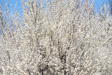 Floral branches stretching across the clear spring sky, inviting a peaceful mood.
