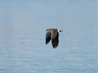 Masked Lapwing (Vanellus miles) flying over water.