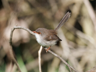 Female Superb fairywren perched on a thin branch with bokeh background