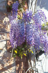 beautiful wisteria blossoms growing against a stone house