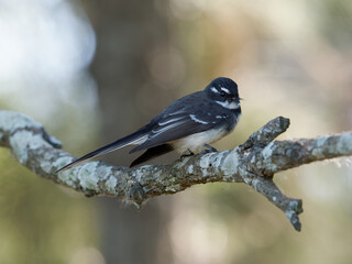 Grey Fantail (Rhipidura albiscapa) perched on a branch with bokeh background