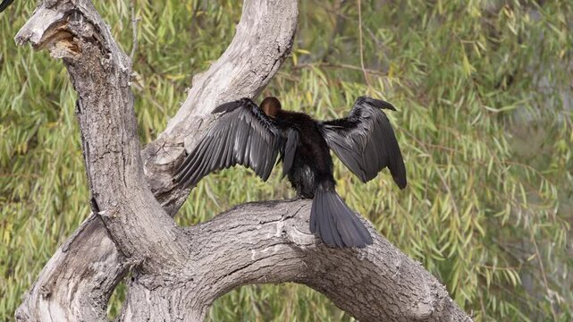A cormorant sits on the branch of a dead tree with its wings spread open, preening itself against a backdrop of green foliage.
