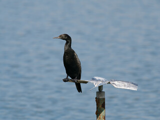 Little Black Cormorant (Phalacrocorax sulcirostris) on perched on a steel post and perch with water of lake in background.