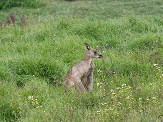 Eastern Grey Kangaroo (Macropus giganteus) grazing on pastural land