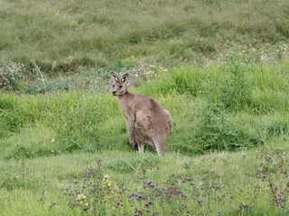 Eastern Grey Kangaroo (Macropus giganteus) grazing on pastural land