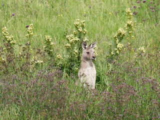 Eastern Grey Kangaroo (Macropus giganteus) grazing on pastural land