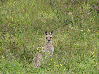 Eastern Grey Kangaroo (Macropus giganteus) grazing on pastural land