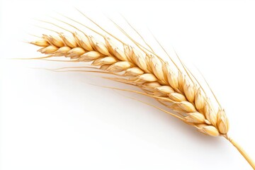 Single wheat ear isolated on white background