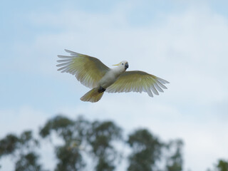 Sulphur-Crested Cockatoo (Cacatua galerita) with blue sky and clouds in background and out of focus trees.