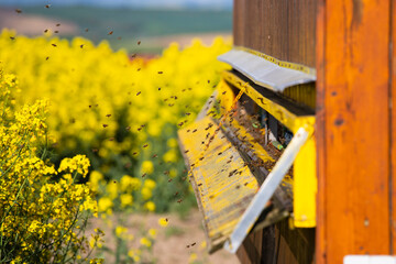 Beehive boxes for beekeeping and honey collecting in blooming canola field