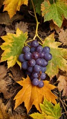 Close-up of ripe  grapes on the vine in a sun-drenched vineyard, ready for harvest