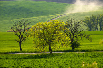 Naklejka premium Gorgeous rural landscape with green sunny spring hills. South Moravia region, Czech Republic