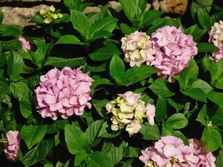 Vibrant Pink Hydrangea Flowers