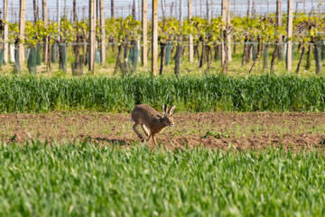 Wildlife of Czech Republic. South Moravia landscape with wild european hare
