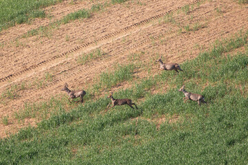 Roe deer walking in green agricultural fields
