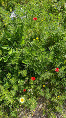 Wild Red Poppies And Daisies Blooming In Green Meadow, Spring Season In Countryside, Nature Beauty, Eco Concept, Suitable For Marketing, Seasonal Campaigns, Environmental Awareness