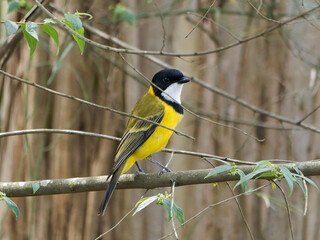 Fototapeta premium Australian Golden Whistler (Pachycephala pectoralis) perched on a small branch with bokeh tree trunk in background.
