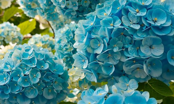 Close-up view of vibrant blue hydrangea flowers blooming in a lush garden setting