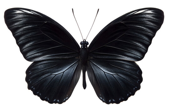 Majestic Black Butterfly A Stunning Close-Up of a Dark Winged Insect