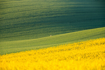 Obraz premium Gorgeous rural landscape with green sunny spring hills. South Moravia region, Czech Republic