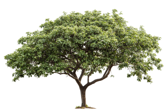 High-resolution almond tree (Badaam) isolated on pristine transparent background — detailed PNG cutout ideal for landscape design, botanical illustrations and eco-friendly architectural renderings