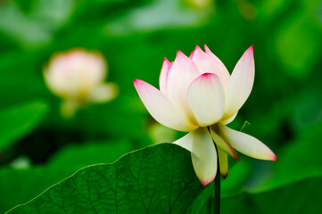 blossoming lotus flower
