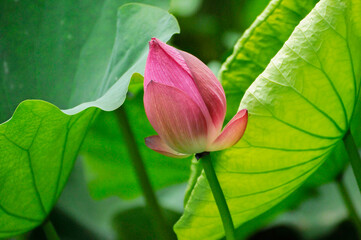 blossoming lotus flower