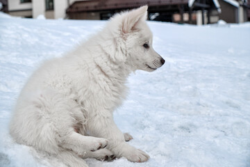 White Swiss Shepherd puppy dog sits on the snow in a snowy garden in a cottage village in winter.