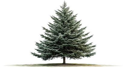 Majestic high-resolution cedar tree isolated on pure transparent background PNG cutout—ideal for landscape design, botanical illustration, and sustainable architectural visualization projects