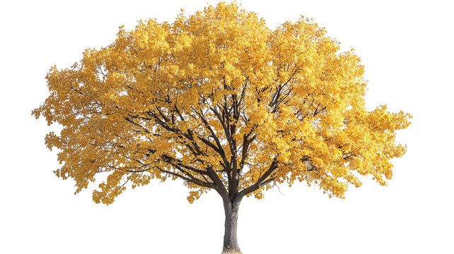 Fototapeta High-resolution hard maple tree isolated PNG cutout on crisp transparent background, ideal for landscape design, botanical illustrations and eco-friendly architectural renderings