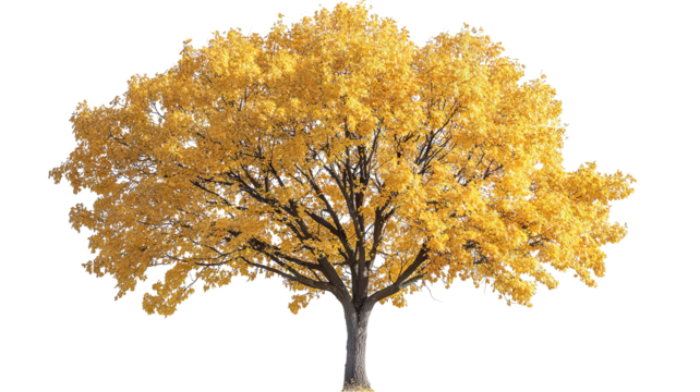 High-resolution hard maple tree isolated PNG cutout on crisp transparent background, ideal for landscape design, botanical illustrations and eco-friendly architectural renderings