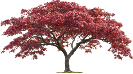 Japanese maple tree isolated PNG cutout with vibrant red foliage — ultra-high-resolution transparent background graphic for landscape design, botanical illustration, and digital art workflows