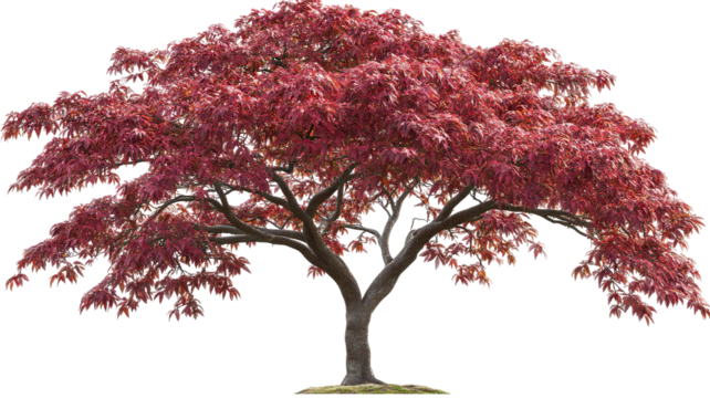 Japanese maple tree isolated PNG cutout with vibrant red foliage — ultra-high-resolution transparent background graphic for landscape design, botanical illustration, and digital art workflows