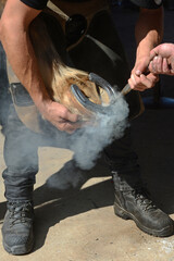 farriers test the horseshoe