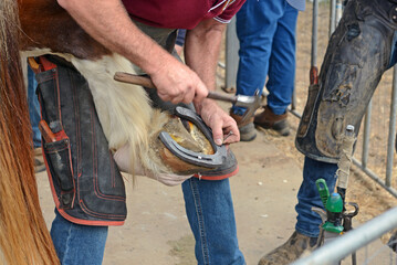 farriers nail on the horseshoe