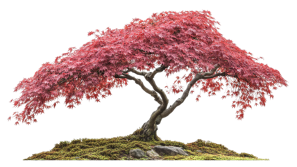 Japanese maple tree isolated PNG cutout with vibrant red foliage — ultra-high-resolution transparent background graphic for landscape design, botanical illustration, and digital art workflows